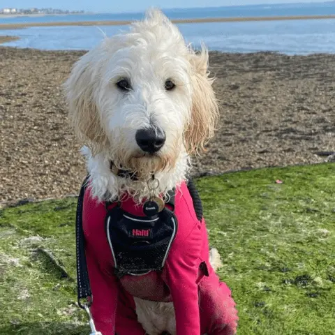 crumb dog coat