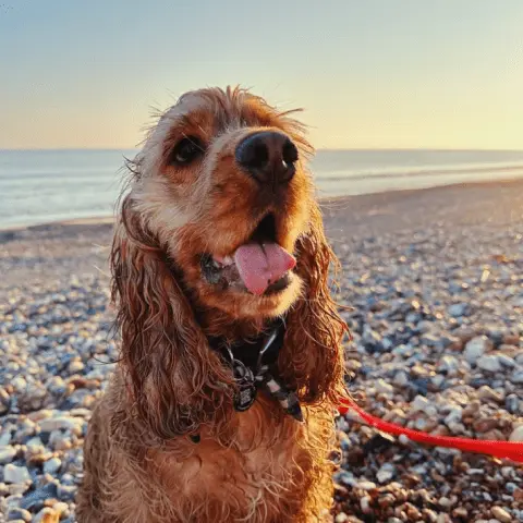 crumb dog lead